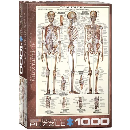 Bild von Eurographics 6000-3970 The Skeletal System Skelett Puzzle, bunt, Einheitsgröße