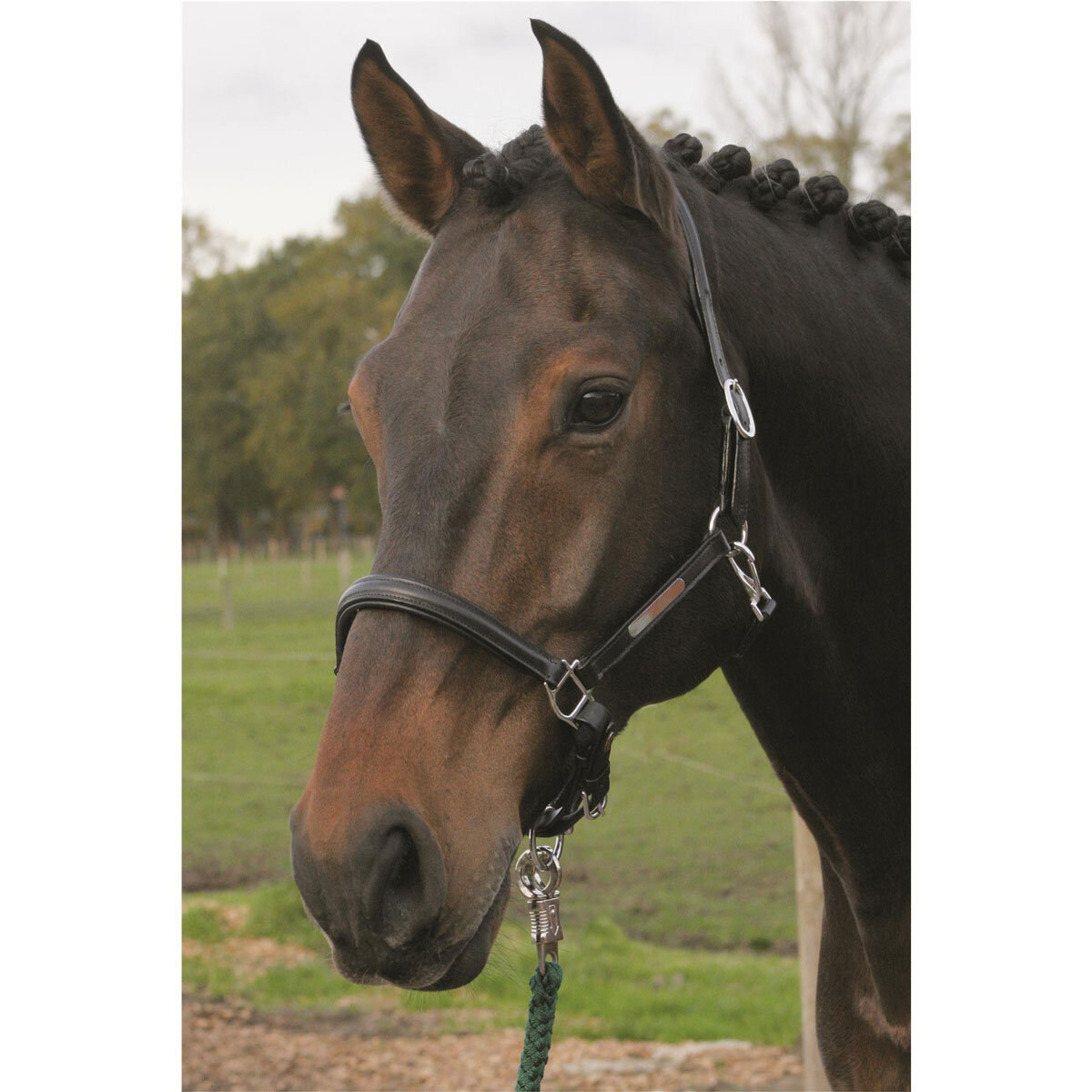 Bild von Hans Melzer Horse Equipment Hans Melzer Halfter Schwaiganger schwarz/silber VB/ COB (Vollblut)