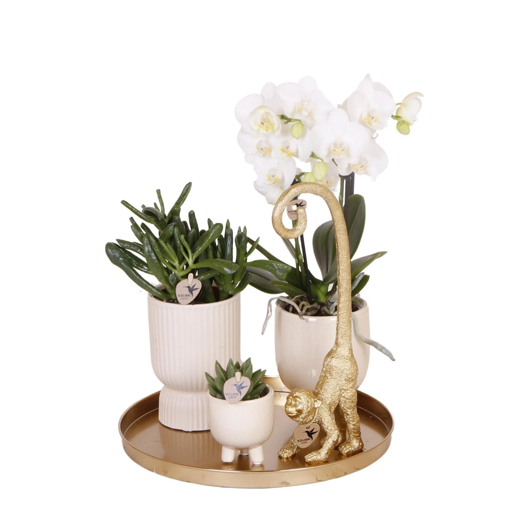Bild von Kolibri Company | Komplettes Pflanzenset Luxury Living | Grünpflanzen mit weißer Phalaenopsis-Orchidee inkl. Keramik-Ziertöpfe und Zubehör