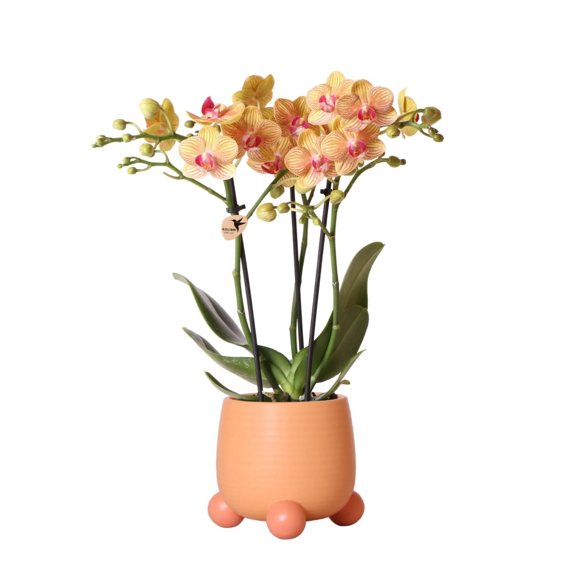 Bild von Kolibri Orchids | Orange Schmetterlingsorchidee - Phalaenopsis Jamaica Orchidaceae + Rolling dekorativer Topf Pfirsich - Topfgröße Ø9cm - 35cm hoch | blühende Zimmerpflanze im Blumentopf - frisch vom Züchter