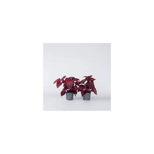 Bild von Plant in a Box - Iresine Herbstii 'Rot' - 2er Set