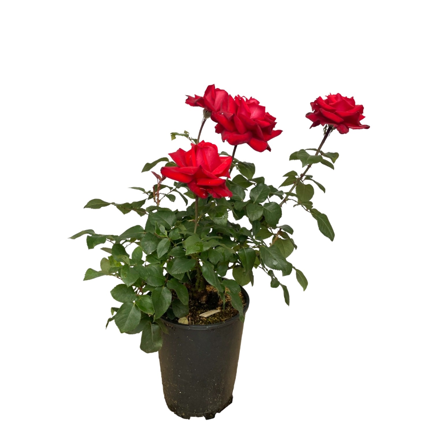 Bild von Baumfink Edelrose Grande Amore im Topf