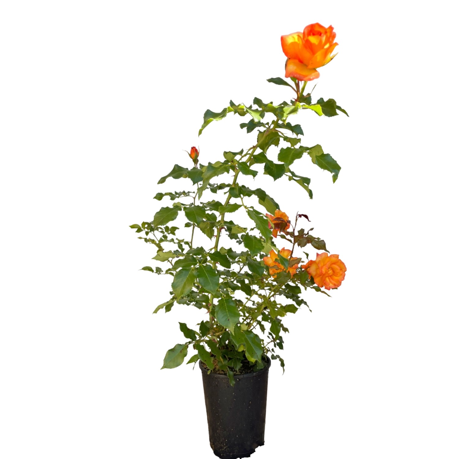 Bild von Baumfink Strauchrose Sahara im Topf