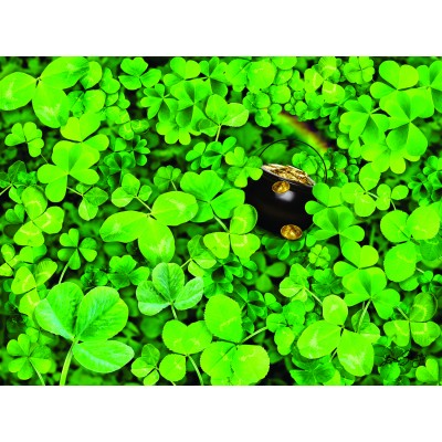 Bild von SunsOut Shamrock Challenge 1000 Teile Puzzle Sunsout-35206