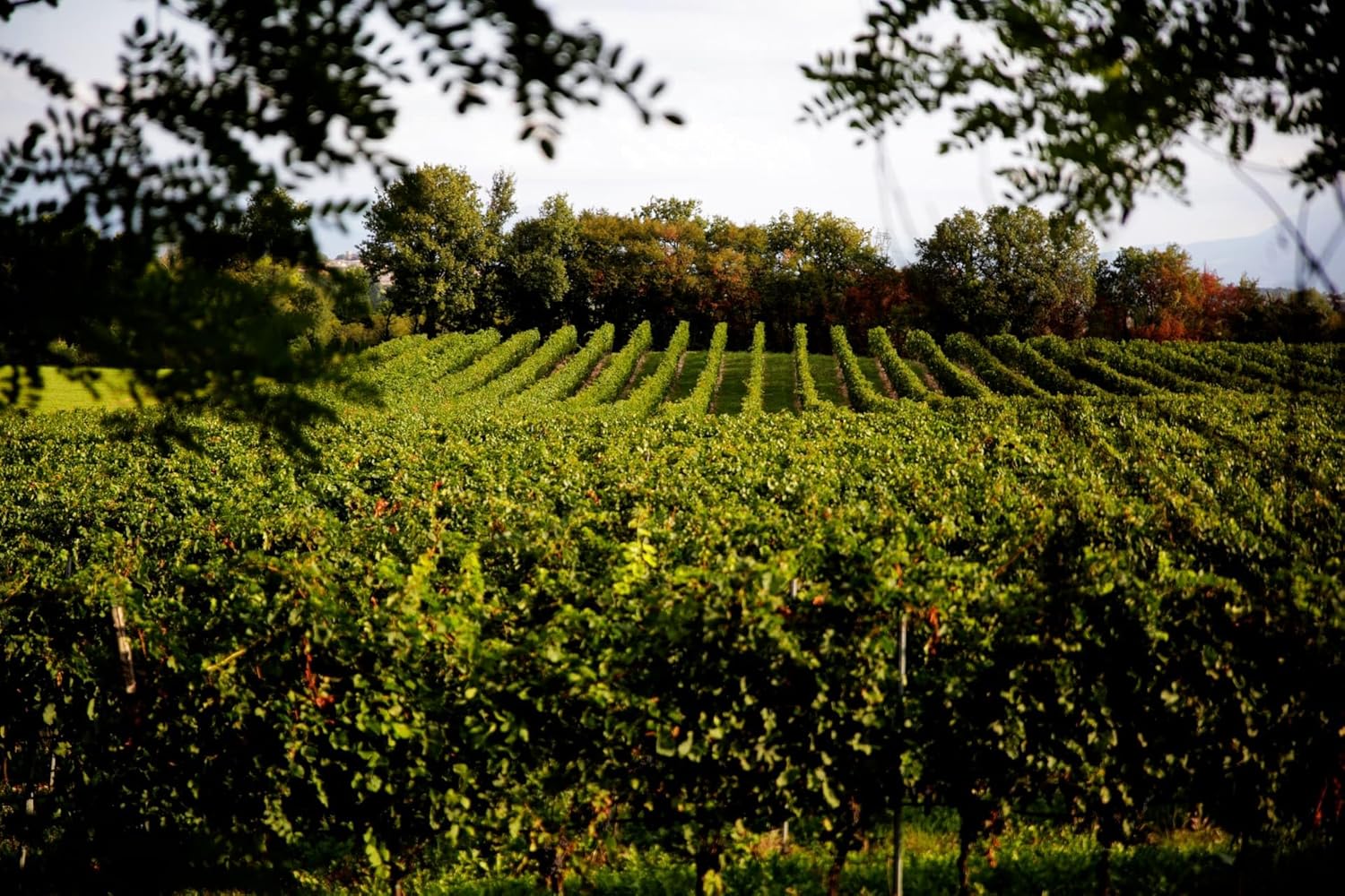 Bild von Ottella Lugana DOC trocken, Weisswein aus Italien (1 x 0.75l)