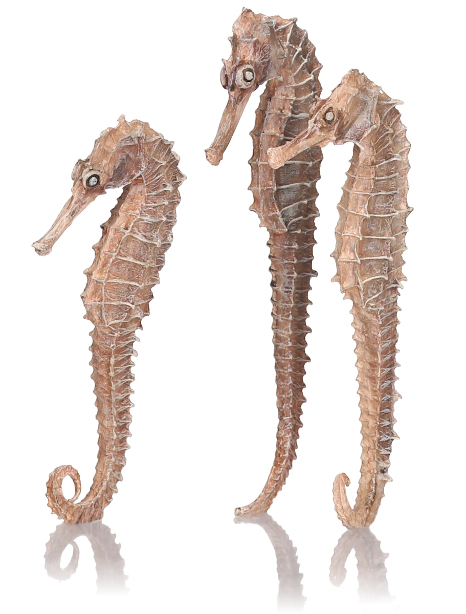 Bild von biOrb Seepferdchen 3er-Set natur (55063)