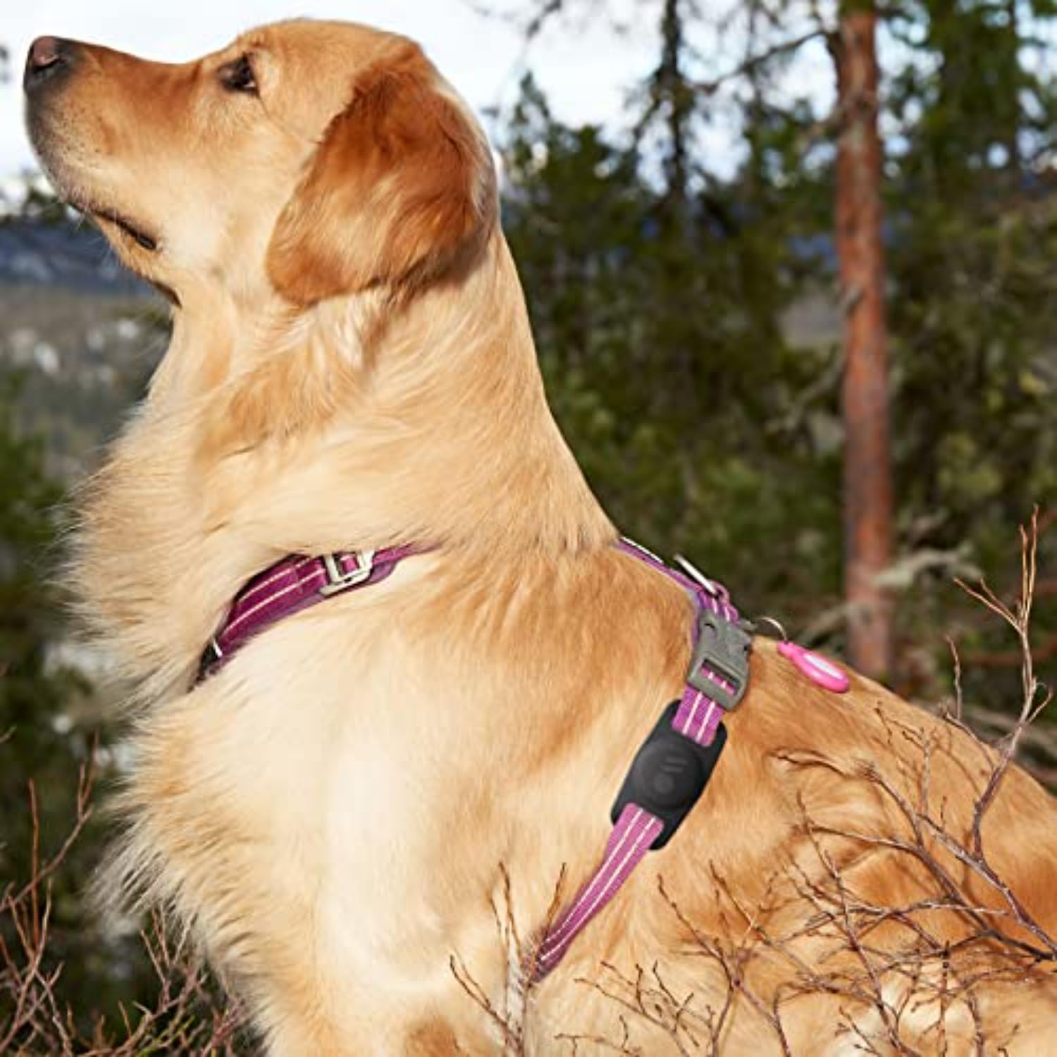 Bild von Case-Mate Halterung für Apple Air-Tags Hundehalsband [Kratzfeste Haustierhalsband Hülle in Limettengrün | Air-Tag Hülle für Hund / Katze | Apple Air-Tag Anhänger Hund] - Neongrün (Lime)