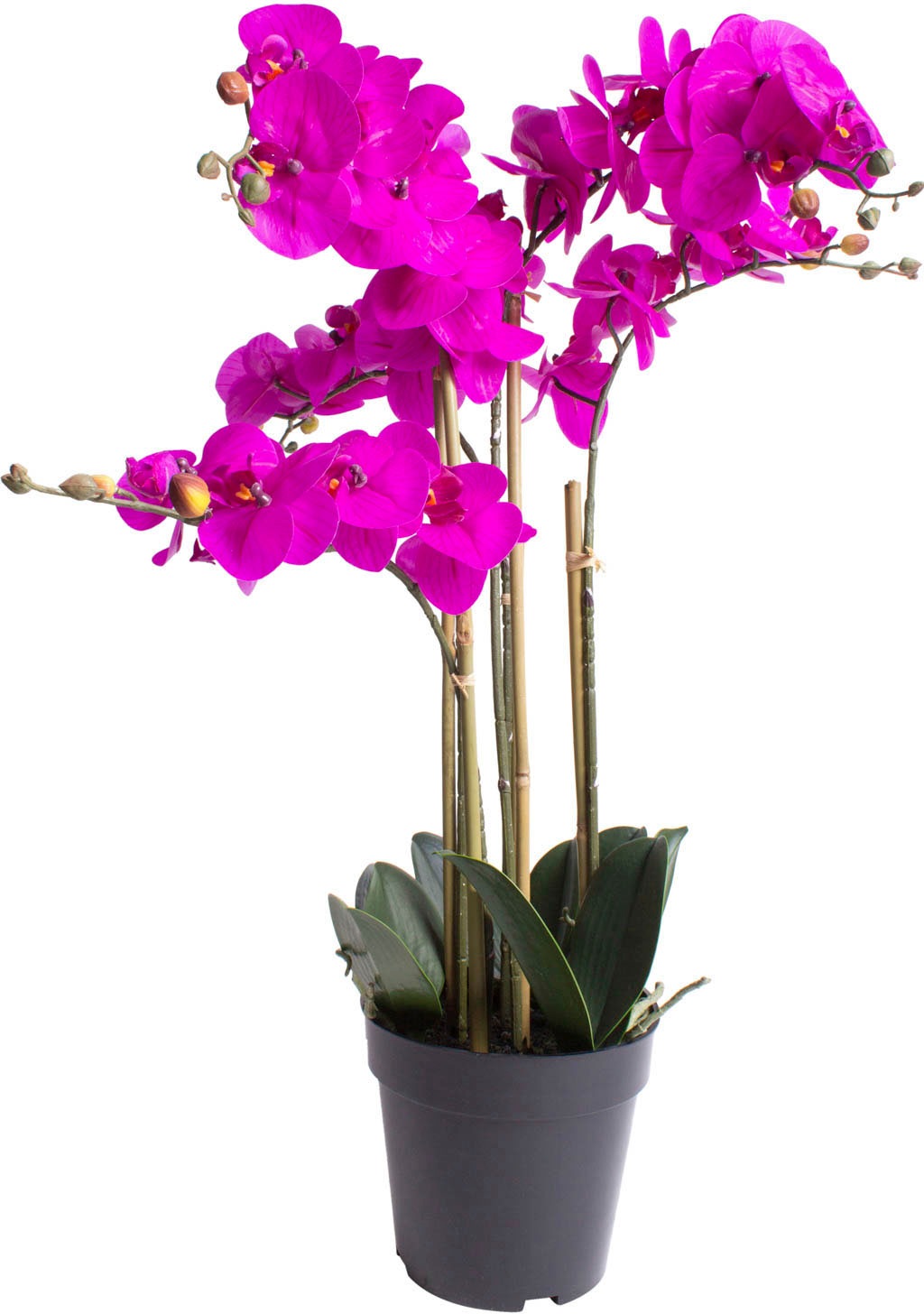 Bild von Nova-Nature künstliche Orchidee Bora (Orchideen Pflanze/Phalaenopsis) im schwarzen Kunststofftopf mit Rispen, Blättern und Luftwurzeln real Touch (Fuchsia, ca. 60 cm / 5 Rispen)