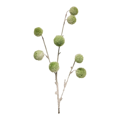 Bild von Pompon-Zweig beschneit - Altrosa