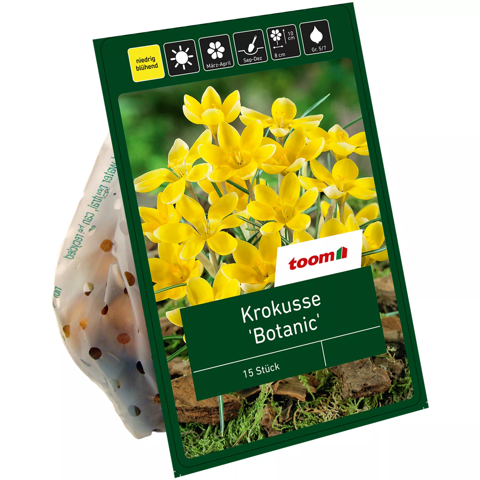 Bild von toom Botanische Krokusse gelb 15 Zwiebeln