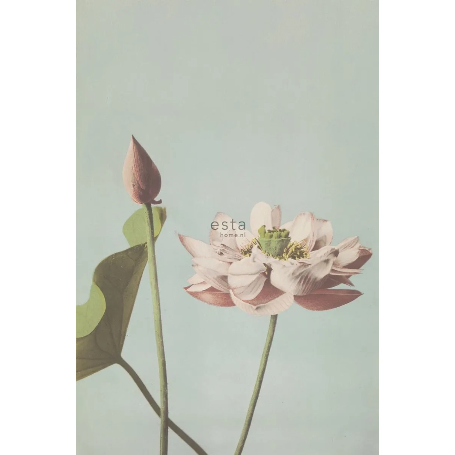 Bild von ESTAhome Fototapete Lotusblume Altrosa 1,86 x 2,79 m 158890