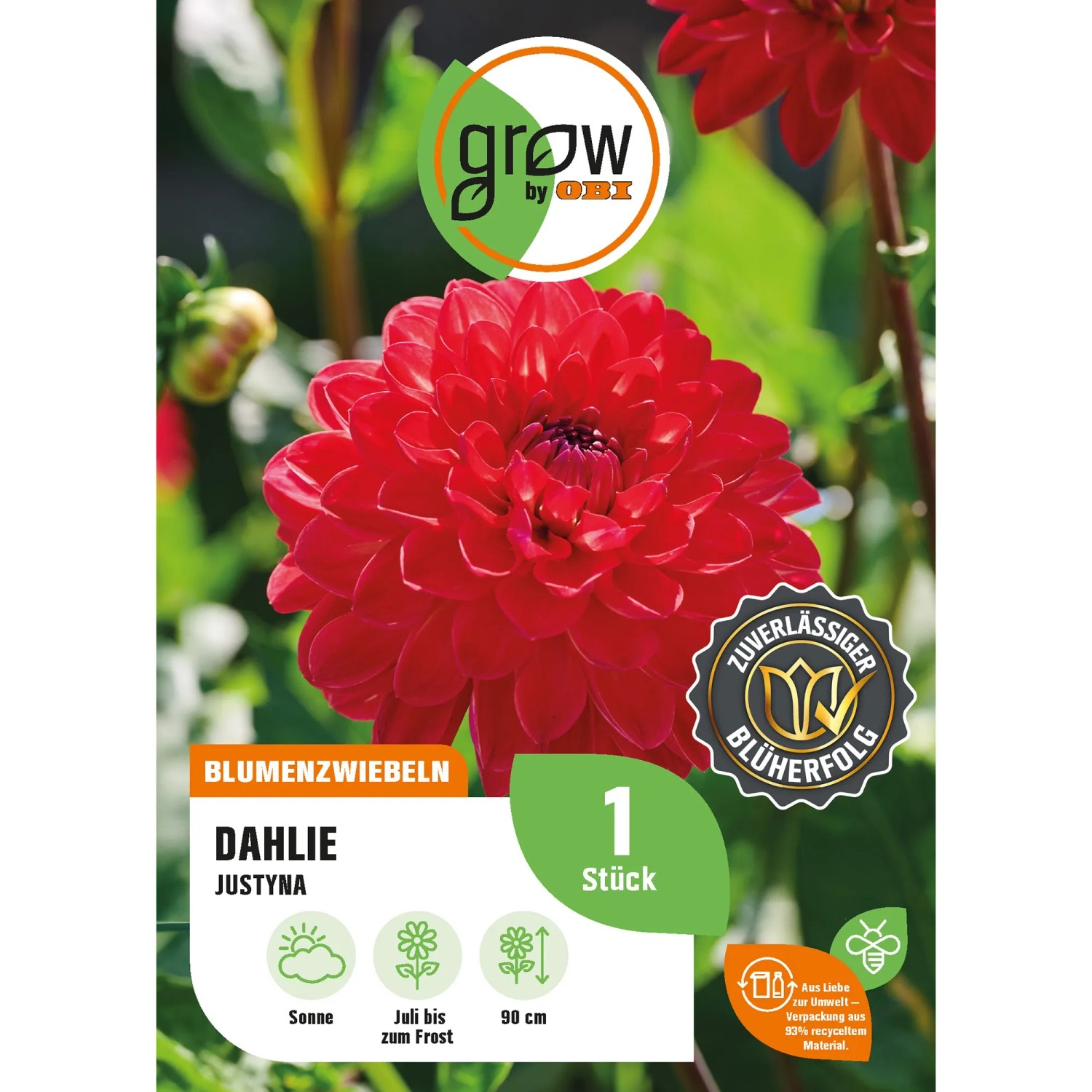 Bild von GROW by OBI Dahlie Justyna Höhe ca. 90 cm