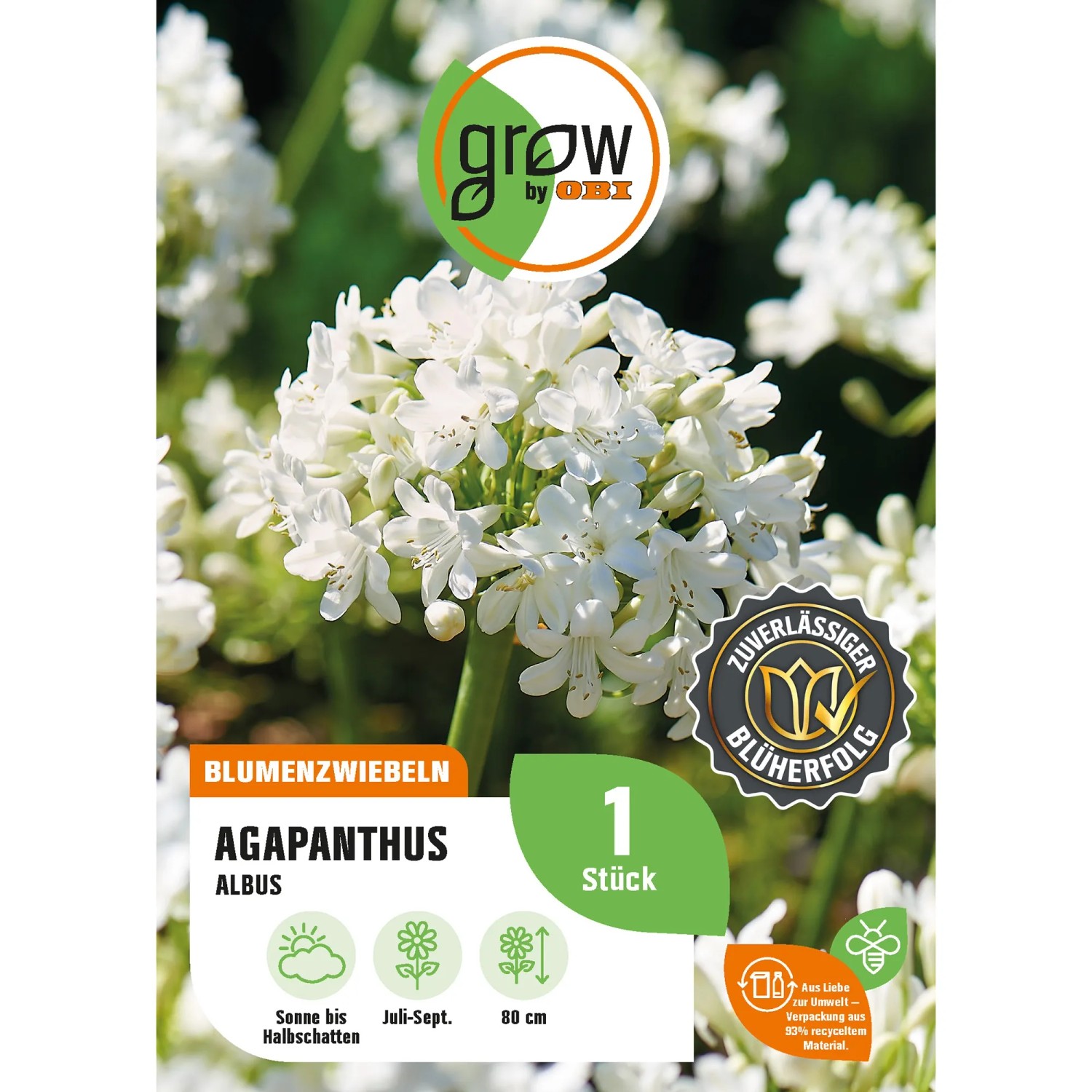 Bild von GROW by OBI Agapanthus Albus Höhe ca. 80 cm Agapanthus africanus