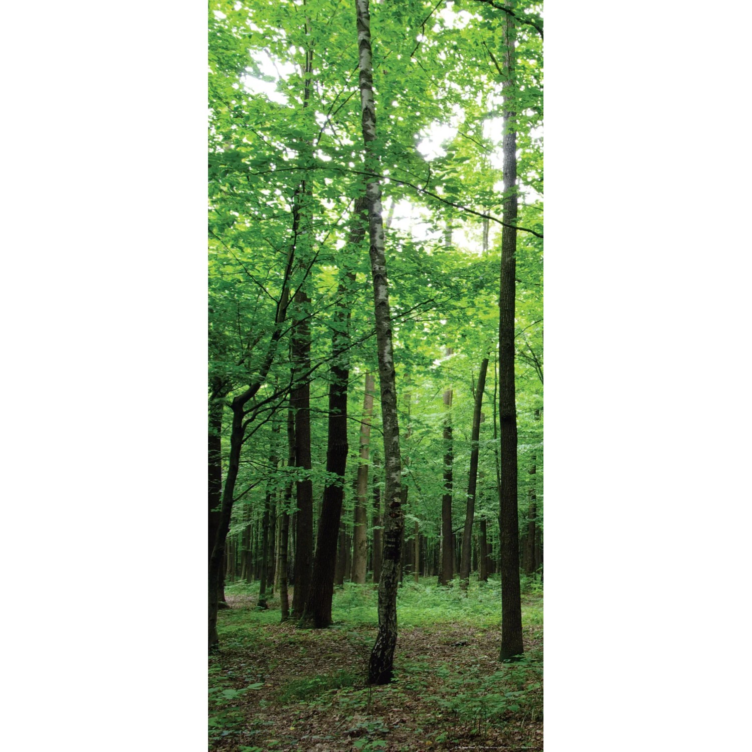 Bild von Sanders & Sanders Poster Bewaldete Landschaft Grün 90 x 202 cm 600829
