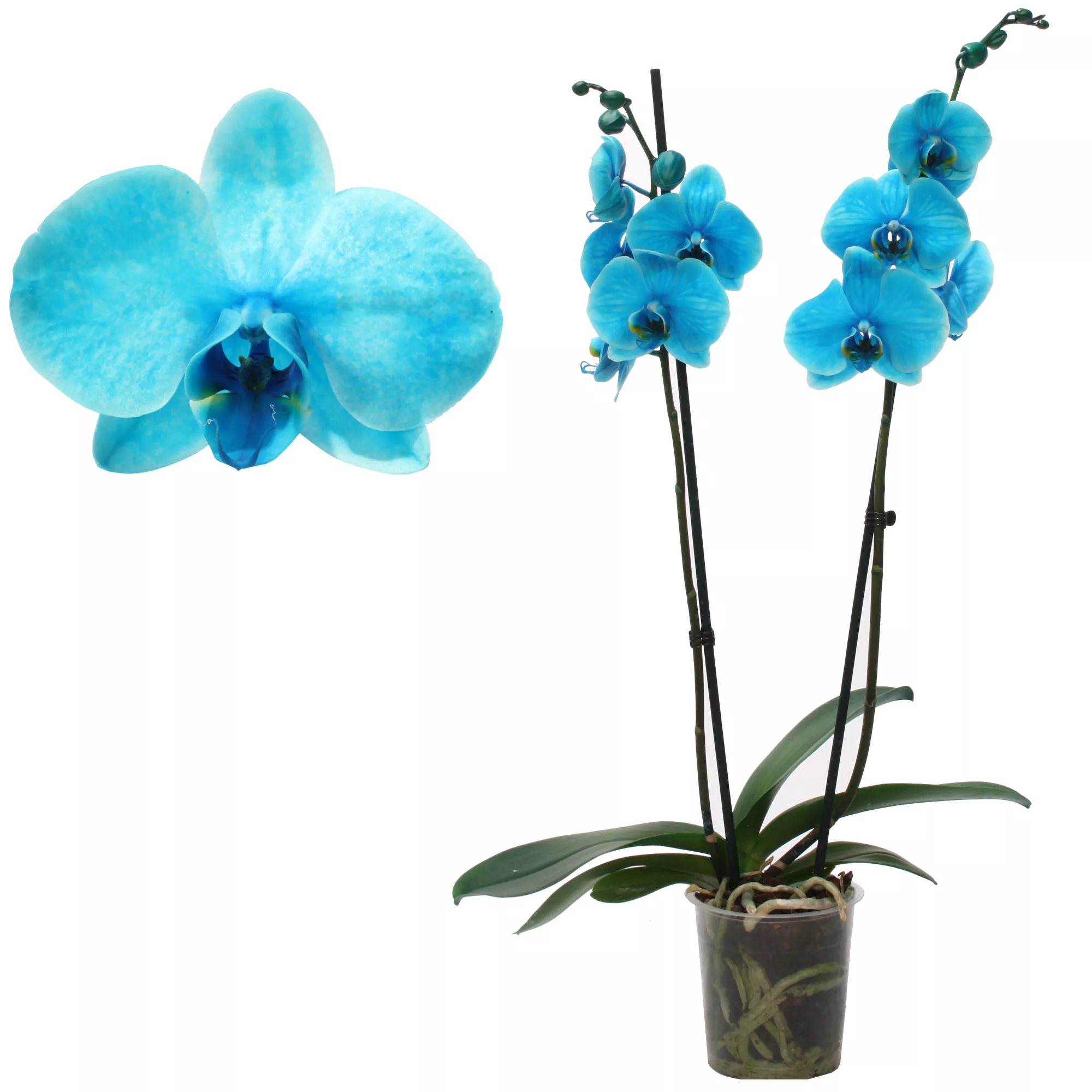 Bild von toom Schmetterlingsorchidee 'Royal Ocean Blue' 2 Rispen blau 12 cm Topf