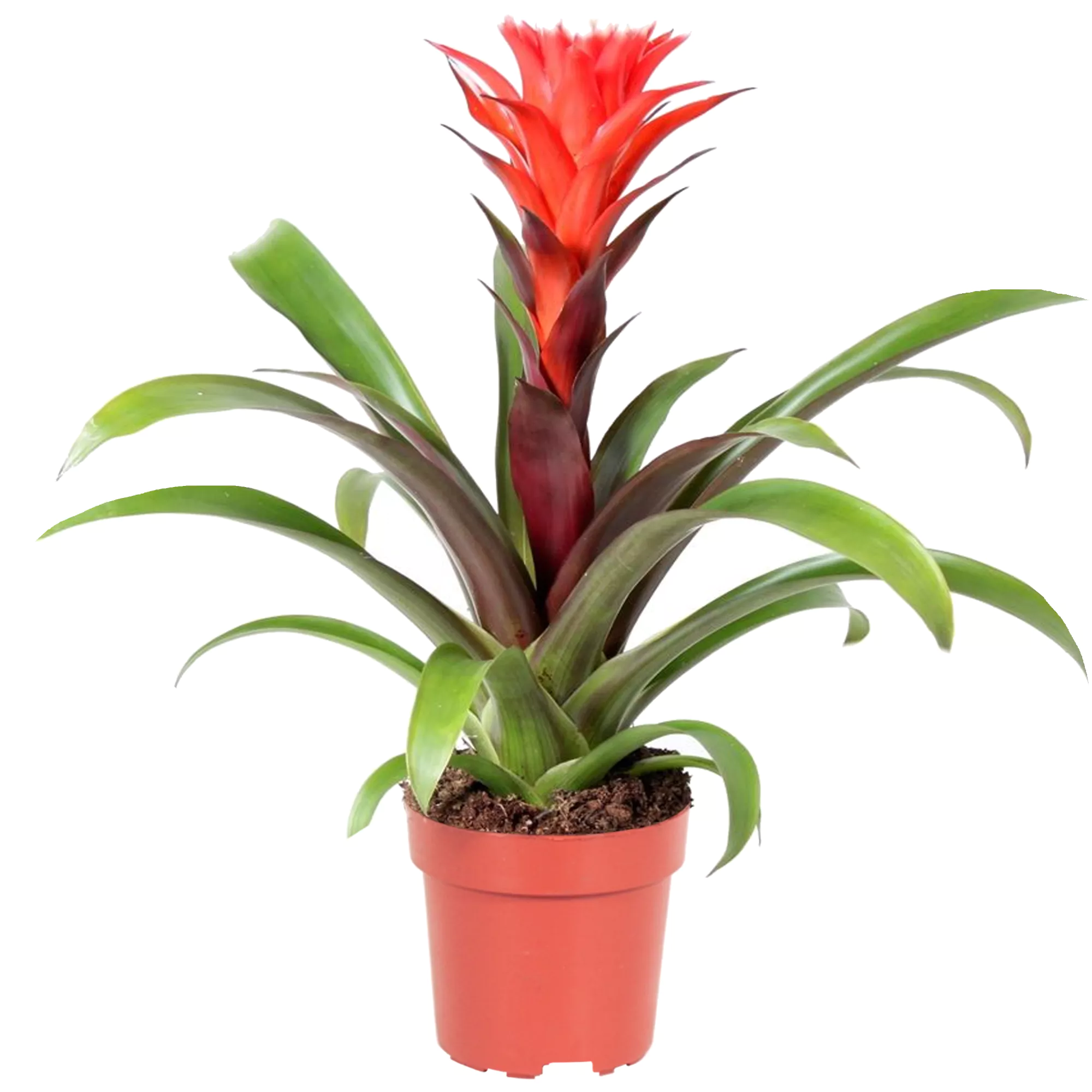 Bild von toom Guzmanie 'Hope' rot 12 cm Topf