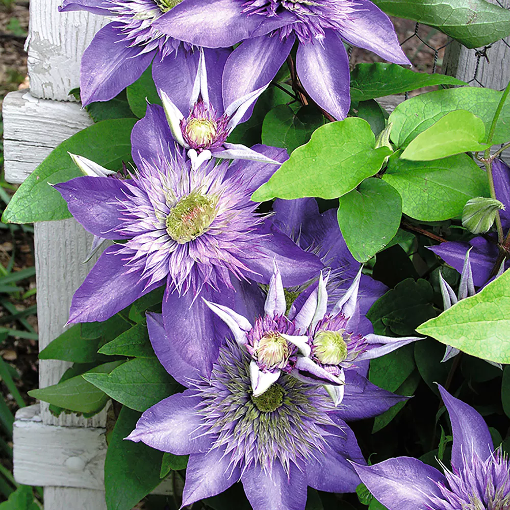 Bild von toom Clematis "Multi Blue"