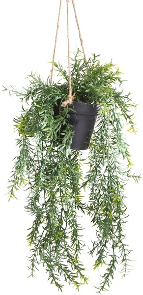 Bild von Künstliche Zimmerpflanze Kunstpflanze Asparagus Busch Hängend im Topf 50 cm, Emerald, Höhe 50 cm