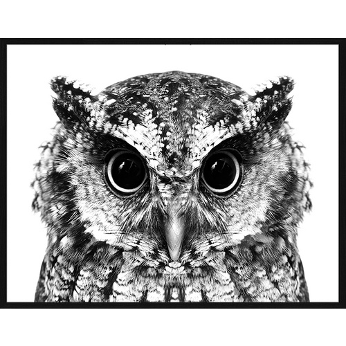 Bild von ANY IMAGE Digitaldruck »Die Eule«, Rahmen: Buchenholz, Schwarz