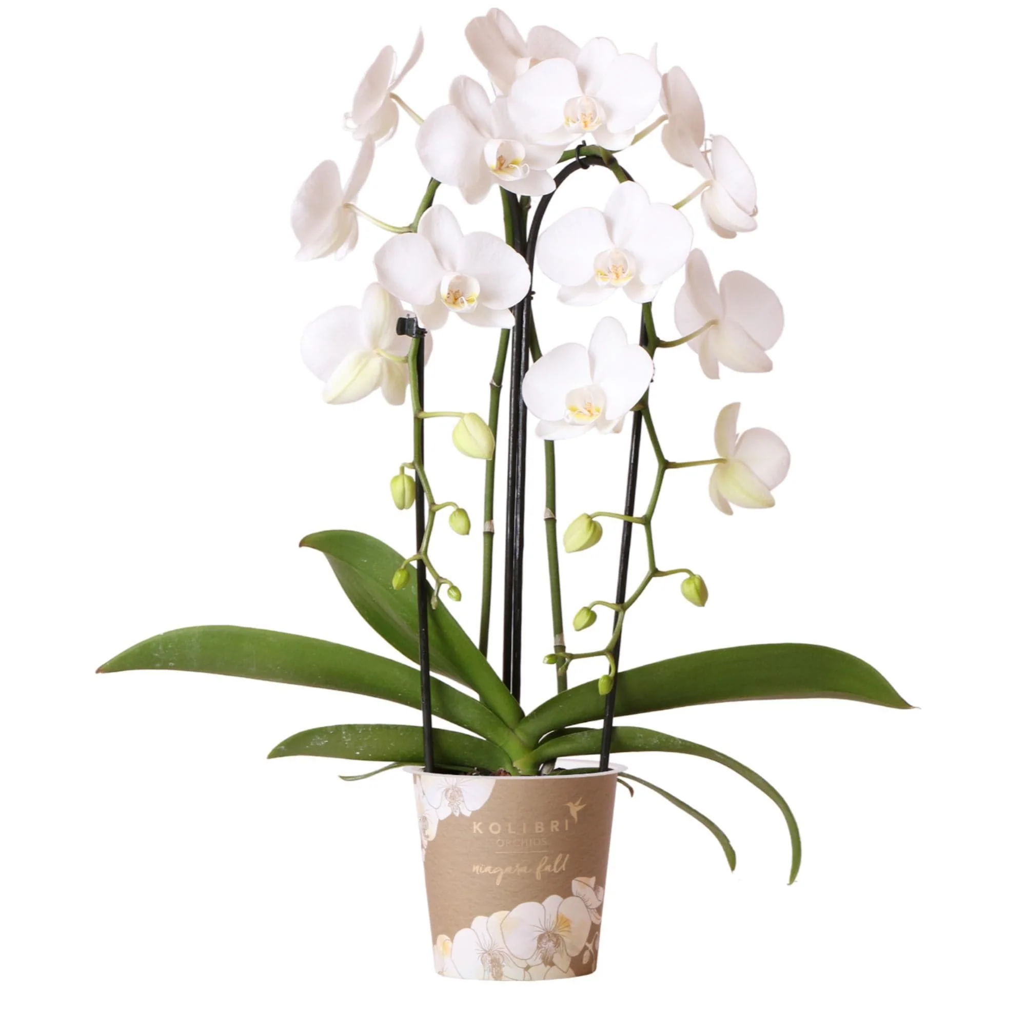Bild von Kolibri Orchids | weiße Phalaenopsis Orchidee - Niagara Fall - Orchidaceae Schmetterlingsorchideen - Topfgröße Ø12cm | blühende Zimmerpflanze - frisch vom Züchter