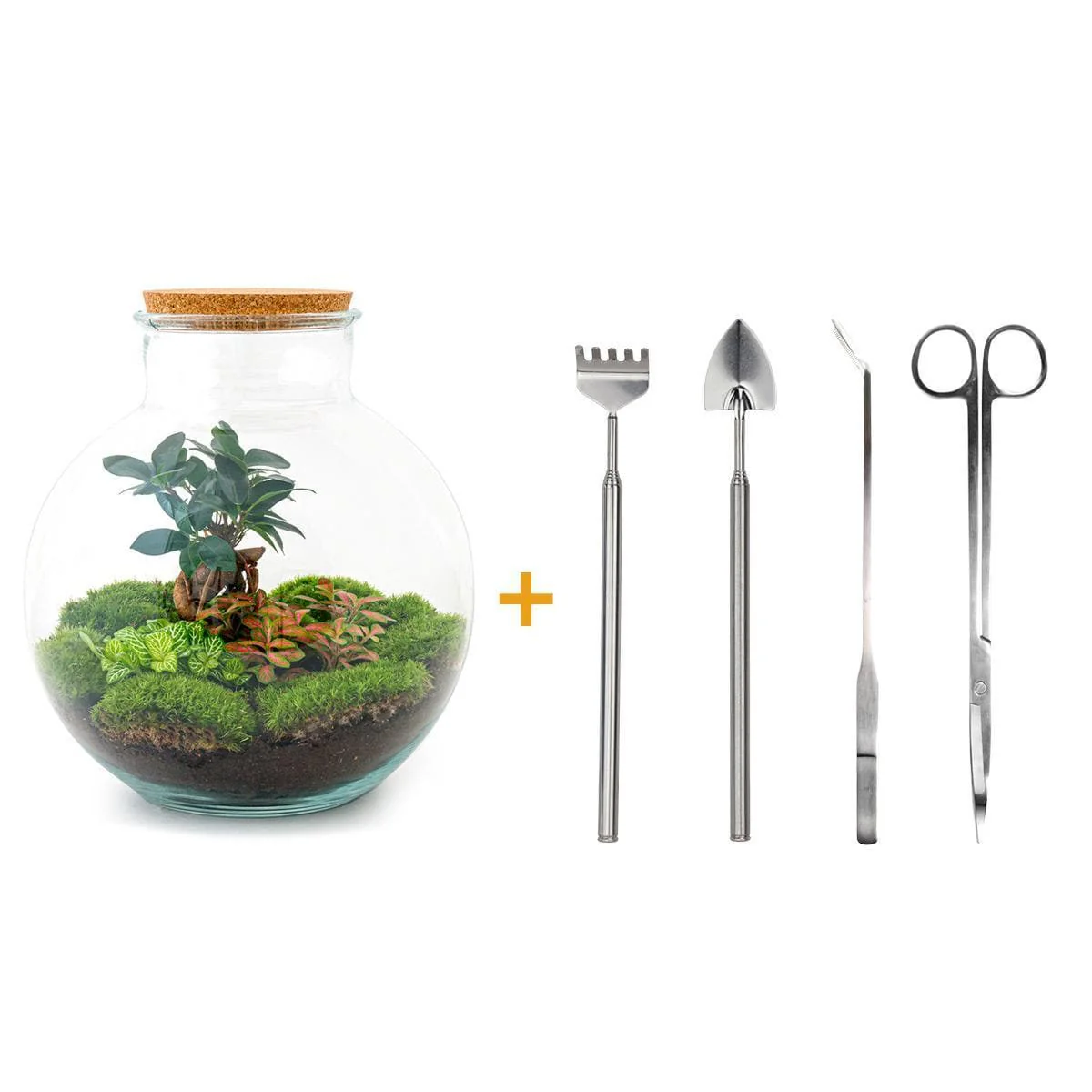 Bild von DIY Komplett Bonsai Flaschengarten-Set - mit Pflanzenwerkzeug (Rechen + Schaufel + Pinzette + Schere) - Innenraum Grün Oase - 30cm Höhe