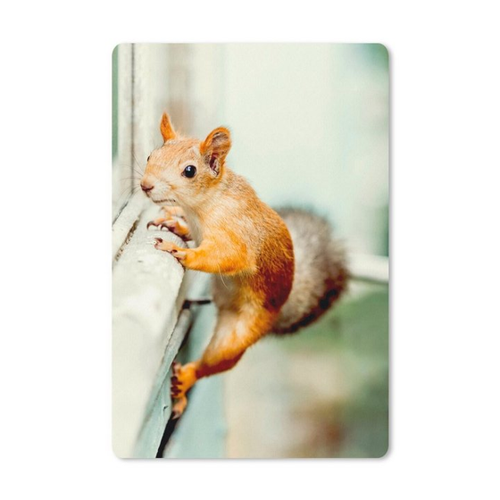 Bild von MuchoWow Mauspad Eichhörnchen - Fenster - Klettern