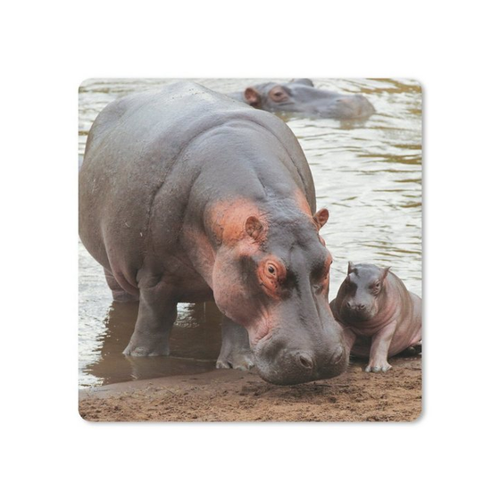 Bild von MuchoWow Mauspad Nilpferde - Wasser - Tiere