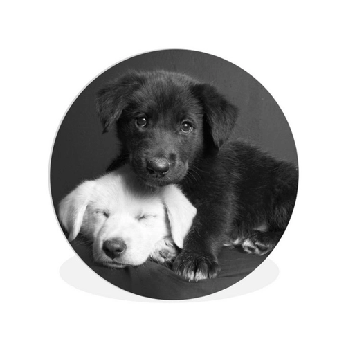 Bild von MuchoWow Gemälde Hunde - Welpe - Schwarz - Weiß - Tiere