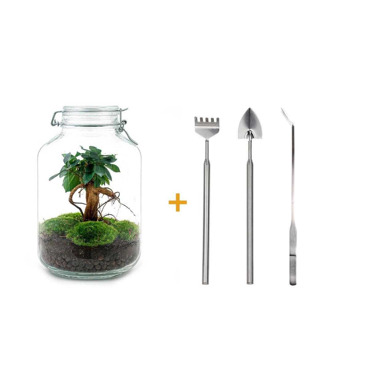 Bild von Ficus Ginseng Bonsai Terrarium Flaschengarten Set Premium - DIY Terrarium mit Werkzeugset Rechen, Schaufel, Pinzette