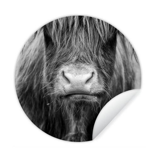 Bild von MuchoWow Wandsticker Schottischer Highlander - Kuh - Schwarz - Weiß