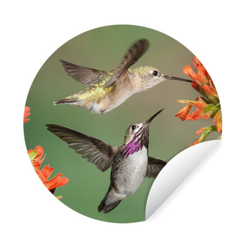 Bild von MuchoWow Wandsticker Kolibri - Blumen - Orange (1 St) im Test