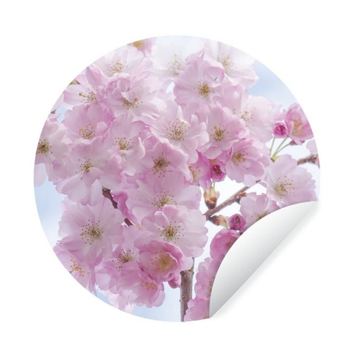 Bild von MuchoWow Wandsticker Blüte - Kirschbaum - Frühling