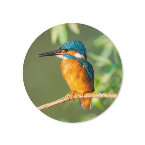 Bild von MuchoWow Mauspad Vogel - Eisvogel - Zweig - Blätter - Moos