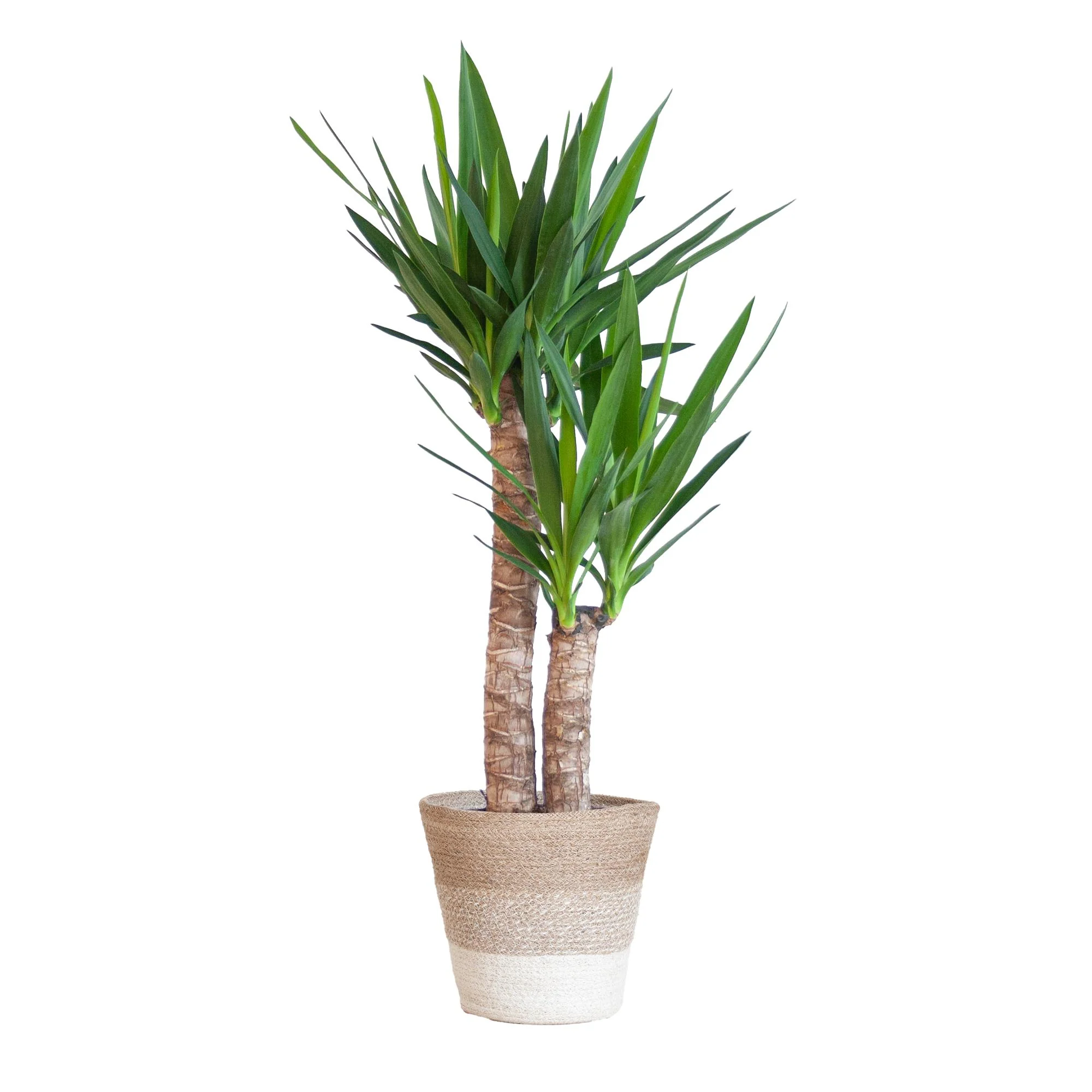 Bild von Yucca Elephantipes – Palmlilie – Sukkulente - 90cm – Zimmerpflanze inkl. nachhaltigem Viber Topf, Lissabon Korb oder Sofia Korb
