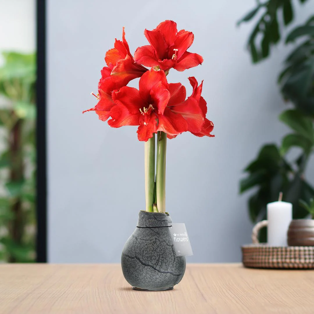 Bild von Amaryllis rote No Water Blumen Marmor Design Pflegeleichte Zimmerpflanze 3 Farben Blühend - Bordeaux Dunkelgrün Schwarz Marmorierung