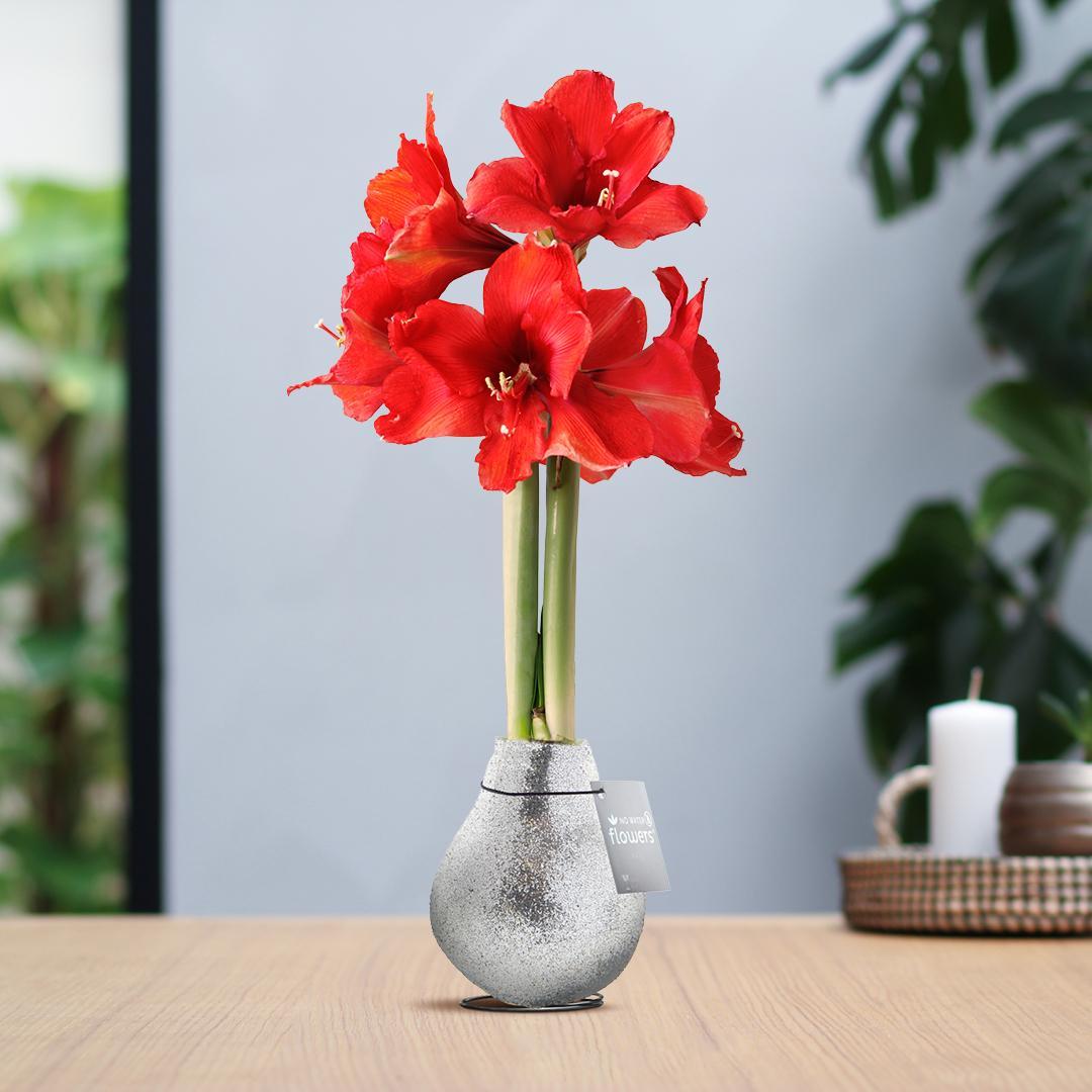 Bild von Amaryllis No Water rote Blumen in Weihnachts Glitzer Design - Pflegeleichte Zimmerpflanze in 7 Farben Weihnachten Stil