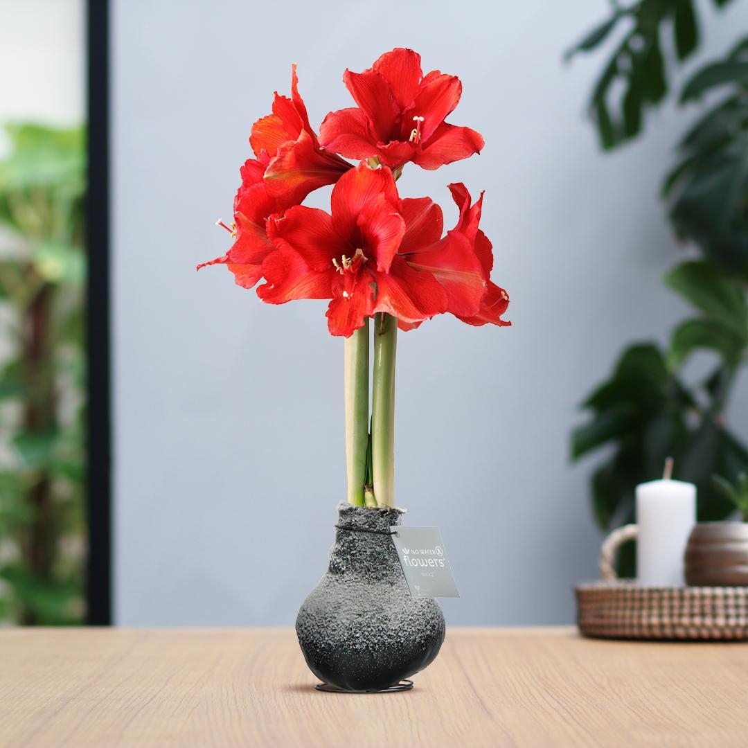 Bild von Amaryllis No Water rote Blume Winter Schnee Design - Pflegeleichte Blühende Zimmerpflanze in 4 Farben Blau Weiß Schwarz Bordeaux mit Weihnachtsdesign