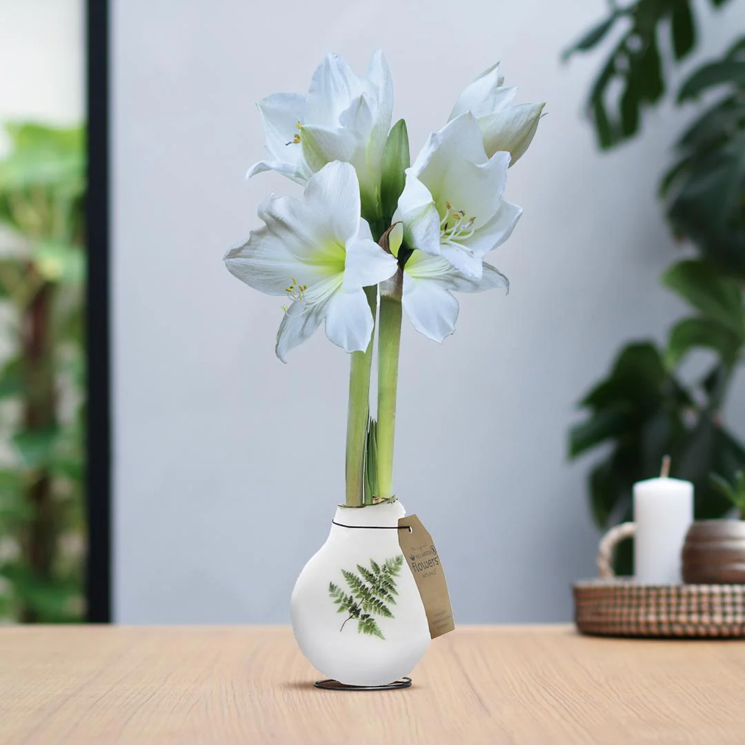 Bild von Amaryllis No Water weiße Blumen mit Botanik Pflanzen Design - Pflegeleichte Zimmerpflanze in 3 Motiven - Monstera Farn Palme Motiv Weiß