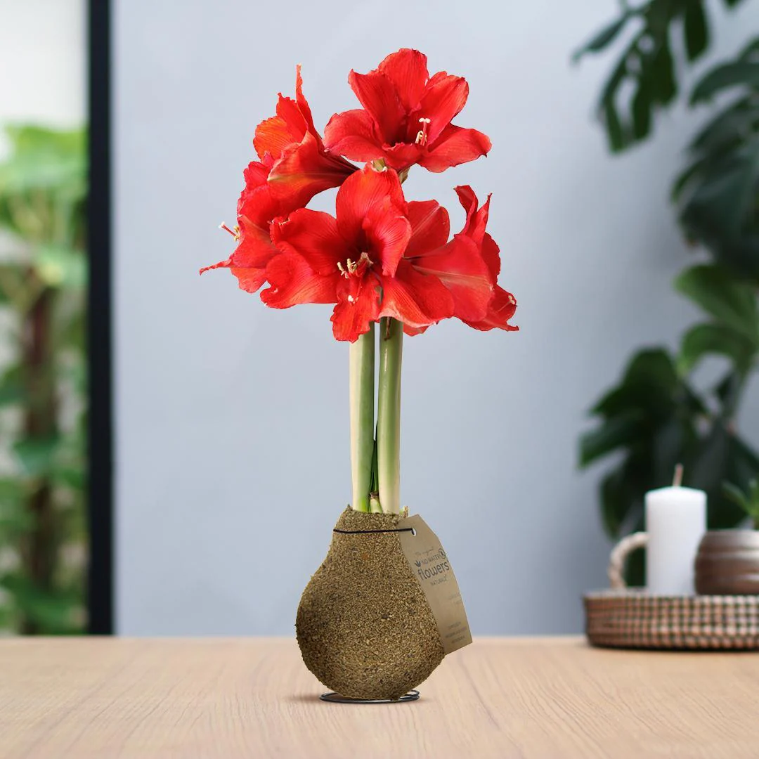 Bild von Amaryllis No Water rote Blumen Kork Design - Pflegeleichte Blühende Zimmerpflanze in 3 Farben Melange Beige Dunkel Braun
