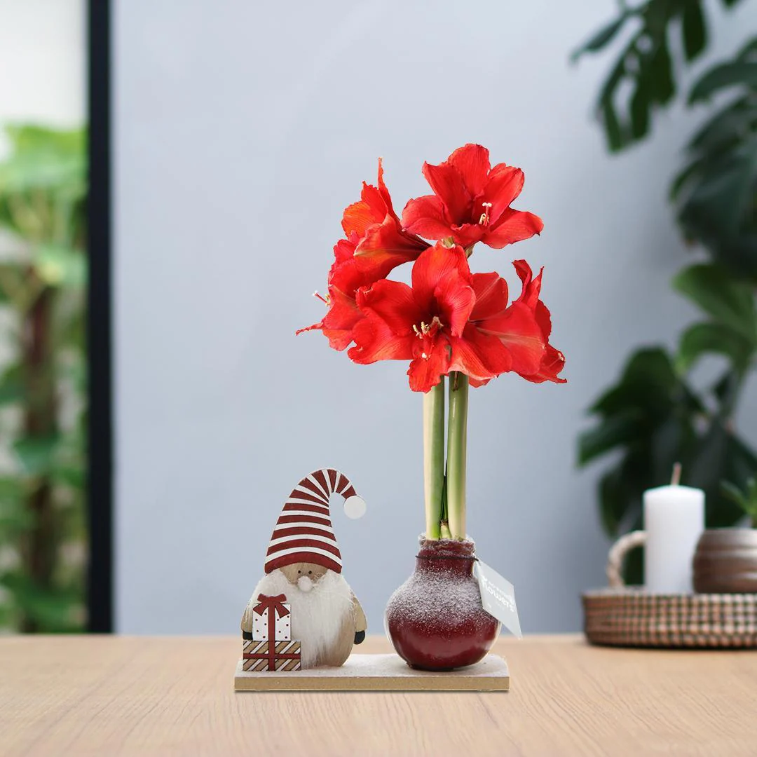 Bild von Amaryllis NoWater rote Blumen Winter Wonderland - Pflegeleichte Blühende Zimmerpflanze mit Weihnachtsdekoration Figuren in 3 Farben Rot Schwarz Weiß