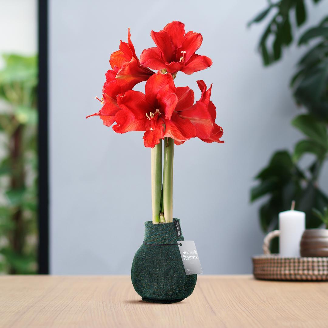 Bild von Amaryllis No Water Blumen mit Stoffverpackung / Stoffhülle - Pflegeleichte Blühende Zimmerpflanze Grün Schwarz Bordeaux Pullover