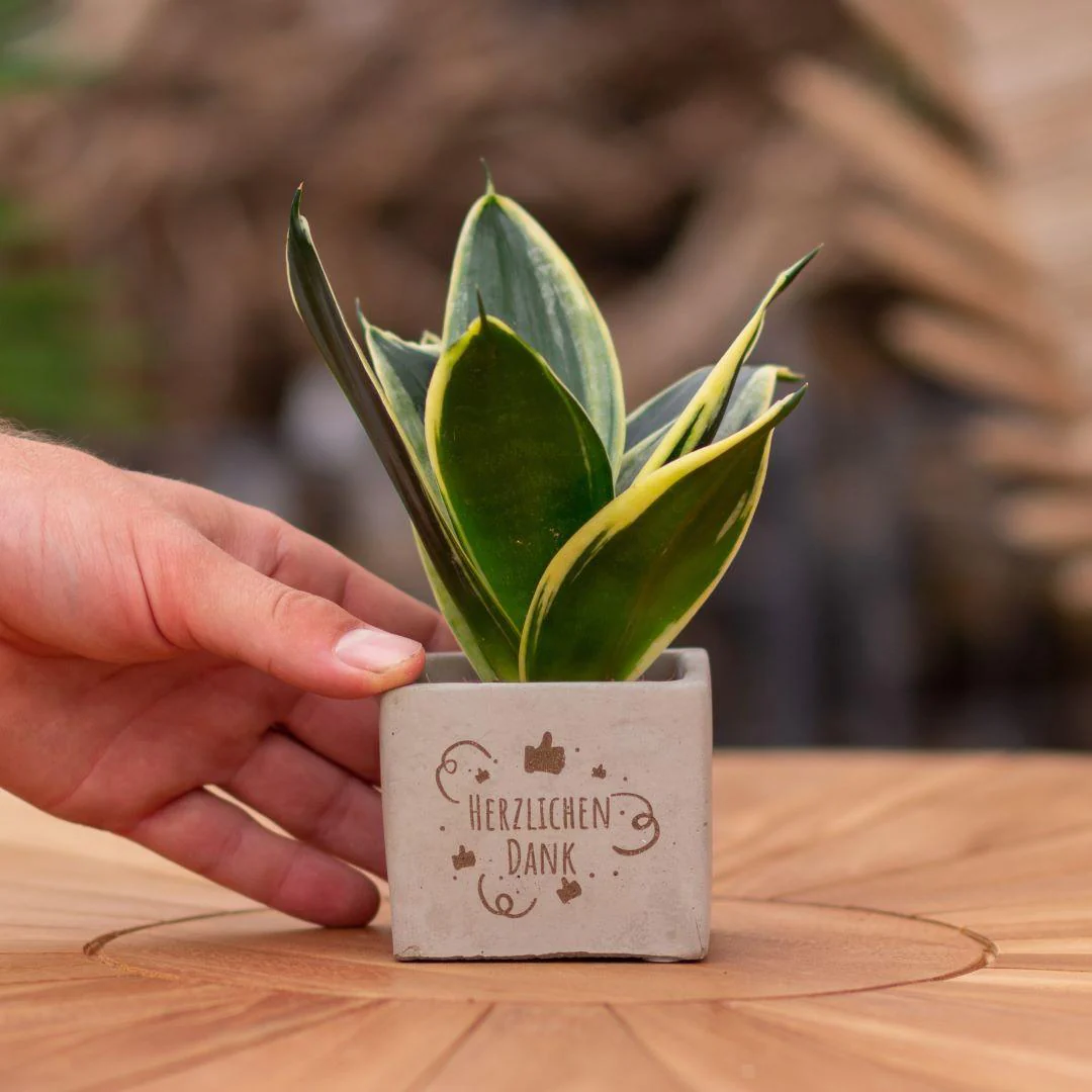 Bild von Sansevieria Bogenhanf "Herzlichen Dank" - Pflegeleichte Zimmerpflanze im Congreetz® Plantpot - Grünes Dankeschön-Geschenk