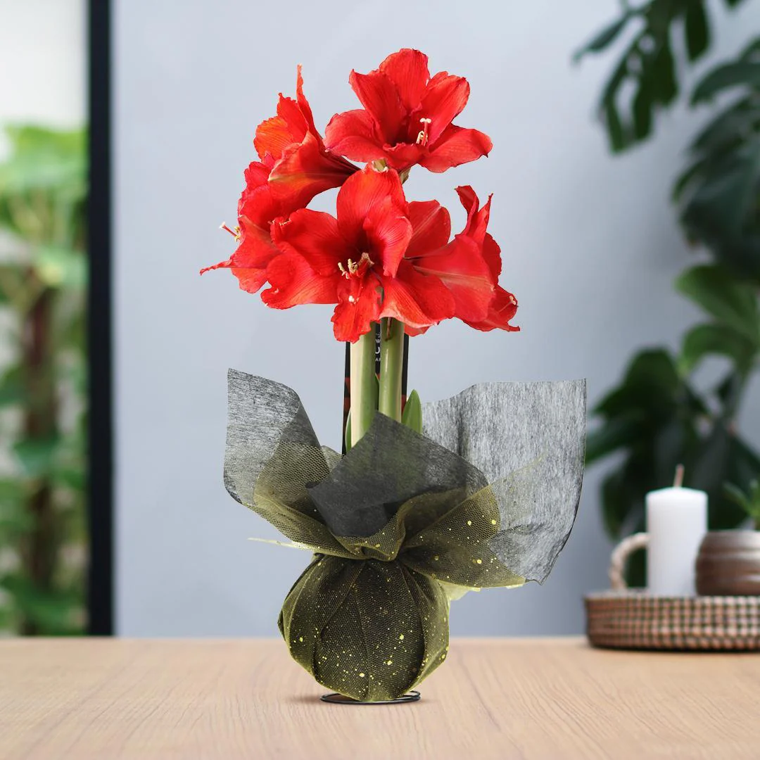 Bild von Amaryllis No Water Flowers Wachsblume mit Geschenk Tuch  - Pflegeleichte Blühende Zimmerpflanze Rot Gold