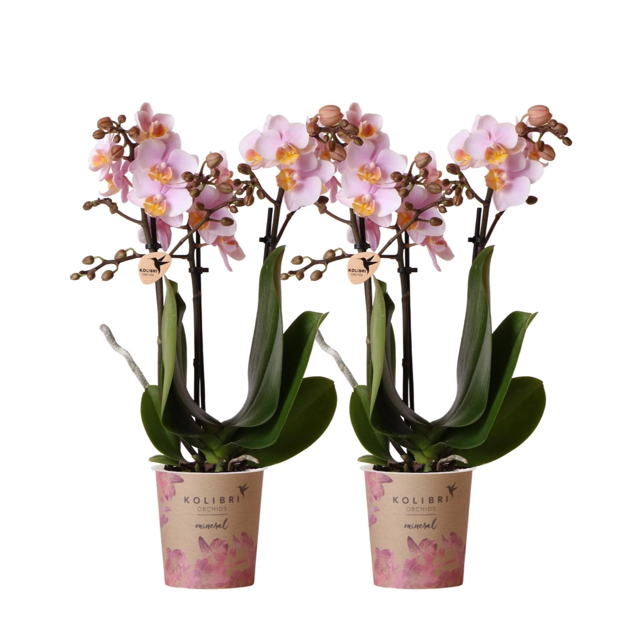 Bild von Kolibri Orchids | 2 Rosa Phalaenopsis Orchideen - Andorra - Topfgröße Ø9cm | Blühende Zimmerpflanze - Schmetterlingsorchidee