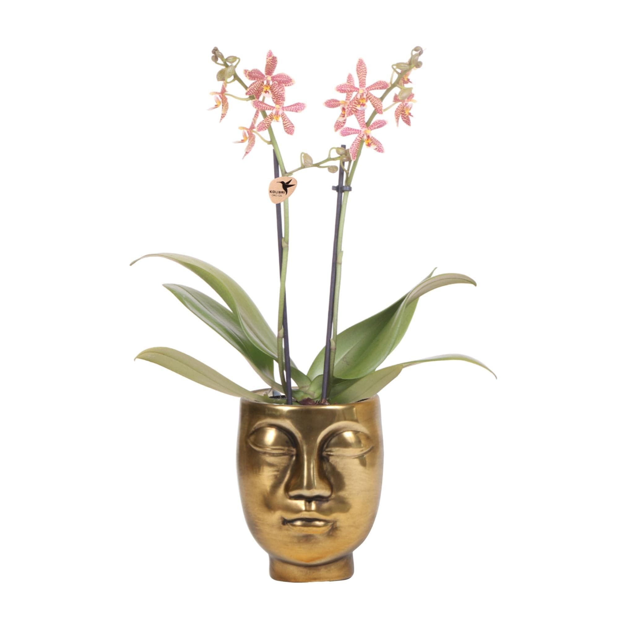 Bild von Kolibri Orchids | Orange Phalaenopsis Orchidee - Spider in Face-2-Face Gold - Topfgröße Ø9cm | Blühende Zimmerpflanze - Frisch vom Züchter Orchidaceae