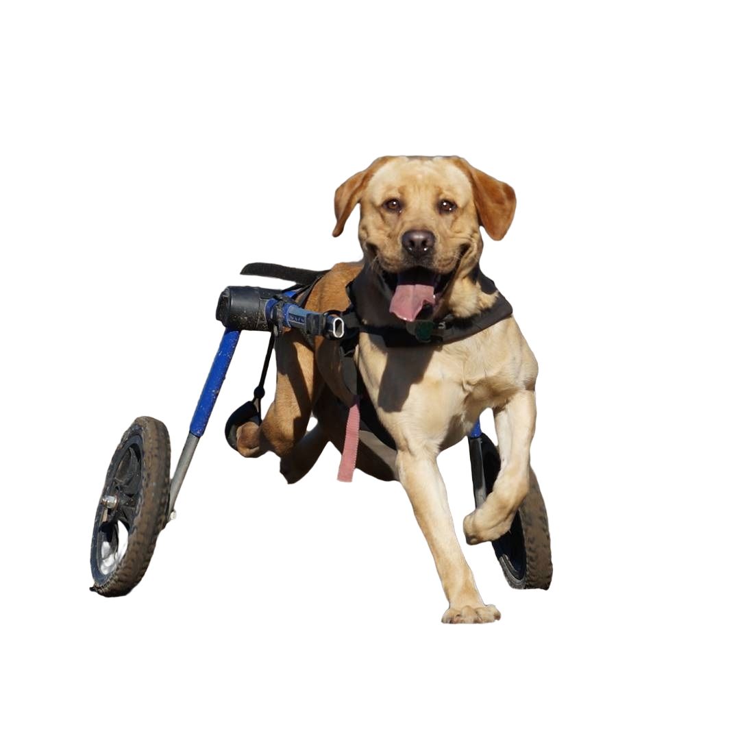 Bild von HANDICAPPED PETS Walkin' Wheels Rollwagen für Hunde