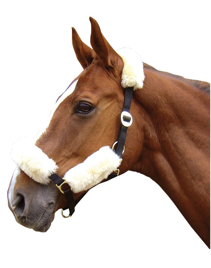 Bild von Stallhalfter Set 4-teilig  aus Lammfell
