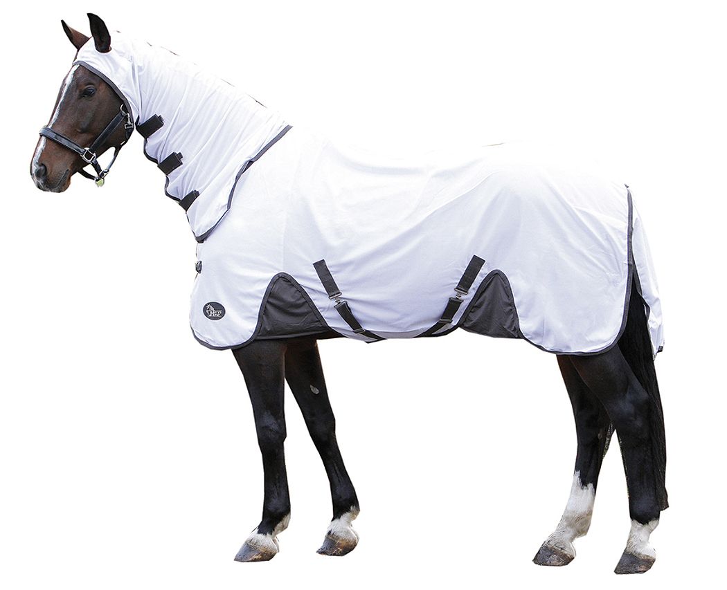 Bild von Harry`s Horse Fliegendecke