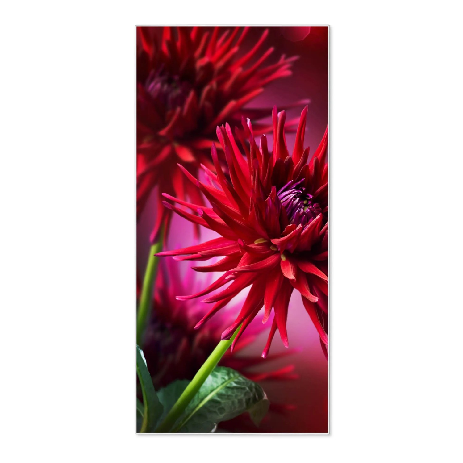Bild von Banjado Magnettafel 37x78cm Magnetwand  Weiß Aus Metall Magnetpinnwand Pinnwand Inkl. 4 Magnete Motiv Rote Dahlien