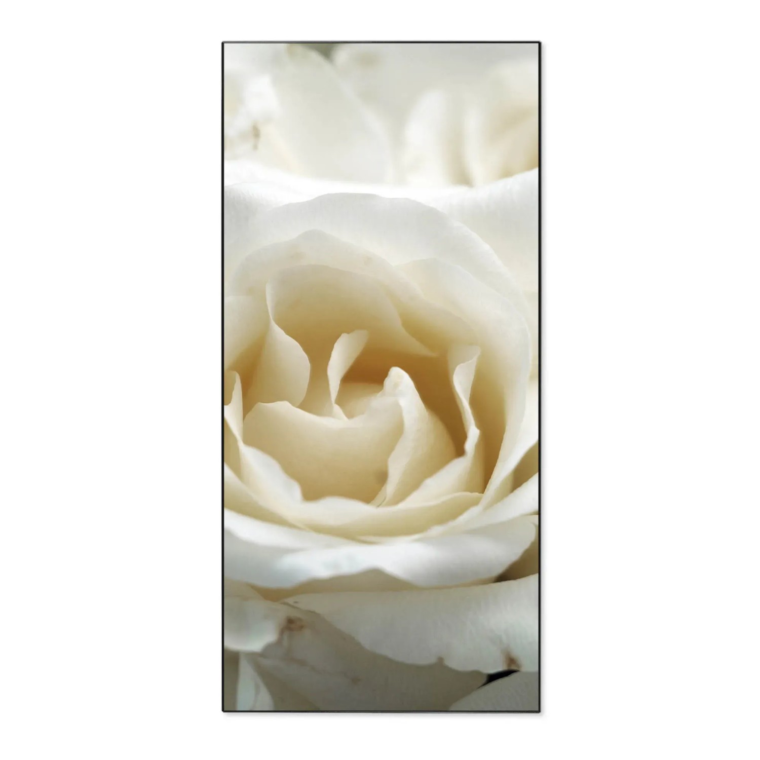 Bild von Banjado Magnettafel 37x78cm Magnetwand  Schwarz Aus Metall Magnetpinnwand Pinnwand Inkl. 4 Magnete Motiv White Roses